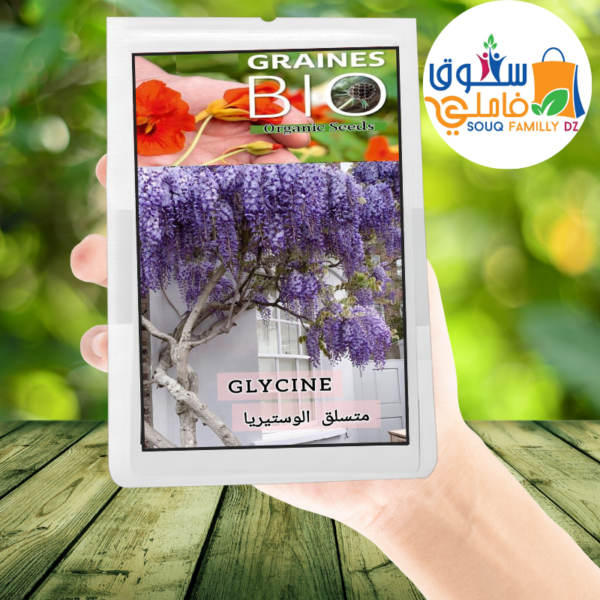 ⁦💜 بذور متسلق الوستيريا –  Glycine (Wisteria) 🌿⁩ - الصورة ⁦2⁩