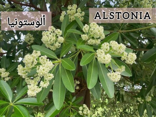 ⁦بذور الألوستونيا ALSTONIA شجرة المليون زهرة⁩ - الصورة ⁦6⁩