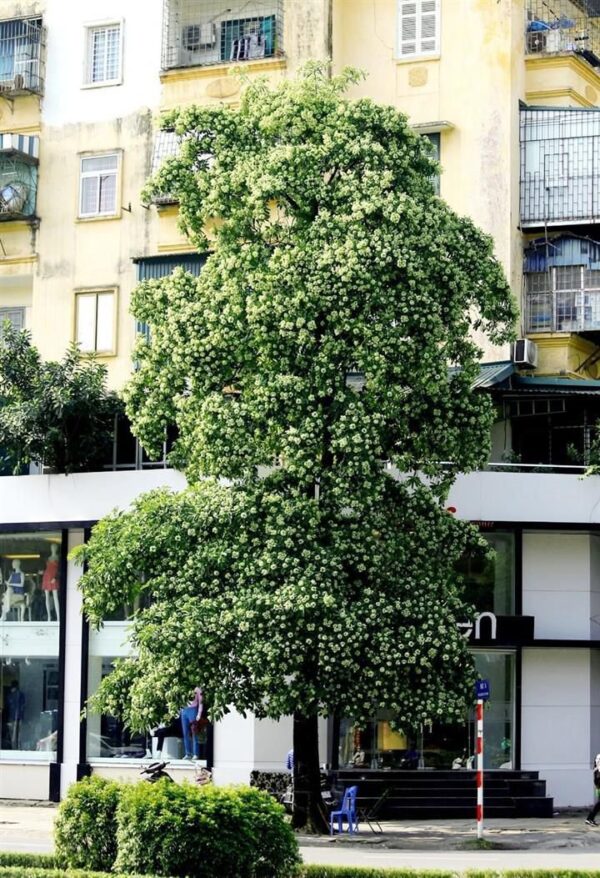 ⁦بذور الألوستونيا ALSTONIA شجرة المليون زهرة⁩ - الصورة ⁦4⁩