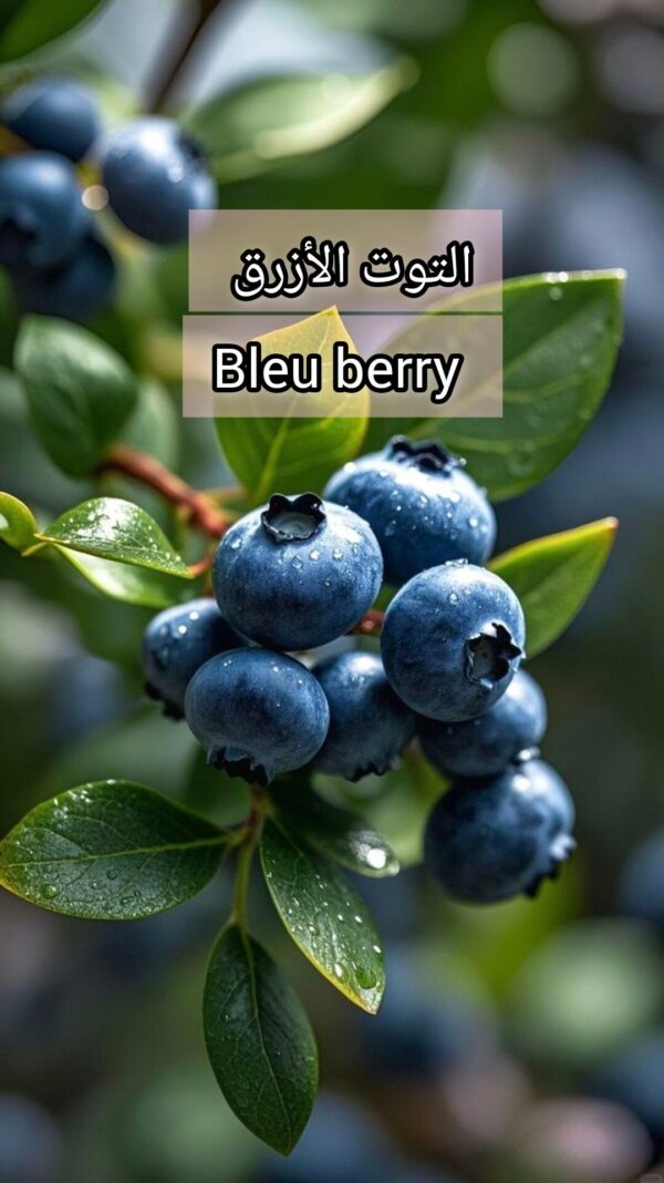 بذور التوت الأزرق bleu berry