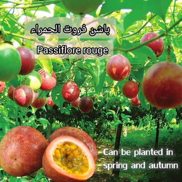 بذور العاطفة الحمراء Passiflore rouge