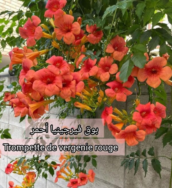 بوق فيرجينيا أحمر