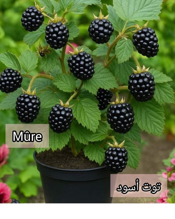 التوت الأسود mure