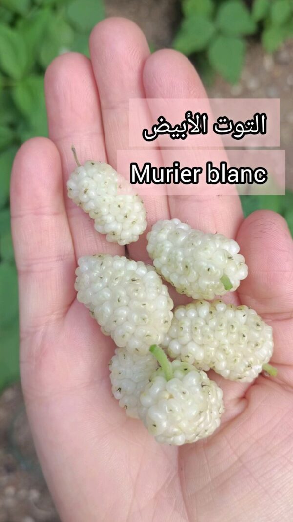 التوت الأبيض murier blanc