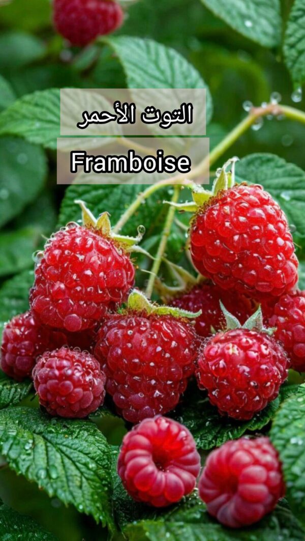 التوت الأحمر framboise