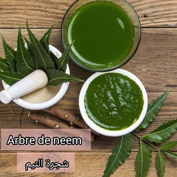⁦بذور شجرة النيم  (Arbre de neem) (40 بذرة)– الشجرة الخارقة للطبيعة والبيئة⁩ - الصورة ⁦3⁩