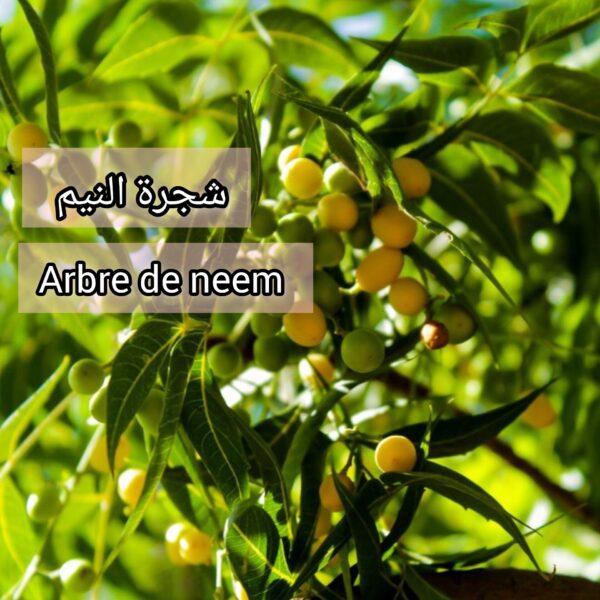⁦بذور شجرة النيم  (Arbre de neem) (40 بذرة)– الشجرة الخارقة للطبيعة والبيئة⁩ - الصورة ⁦2⁩