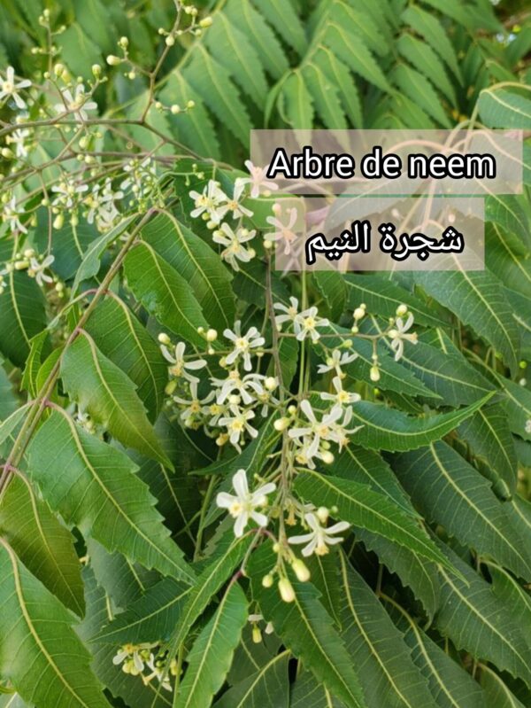 ⁦بذور شجرة النيم  (Arbre de neem) (40 بذرة)– الشجرة الخارقة للطبيعة والبيئة⁩ - الصورة ⁦6⁩