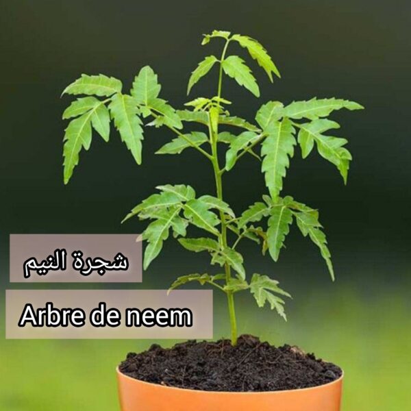 ⁦بذور شجرة النيم  (Arbre de neem) (40 بذرة)– الشجرة الخارقة للطبيعة والبيئة⁩ - الصورة ⁦4⁩