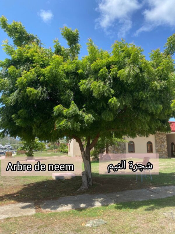 بذور شجرة النيم  (Arbre de neem) (40 بذرة)– الشجرة الخارقة للطبيعة والبيئة