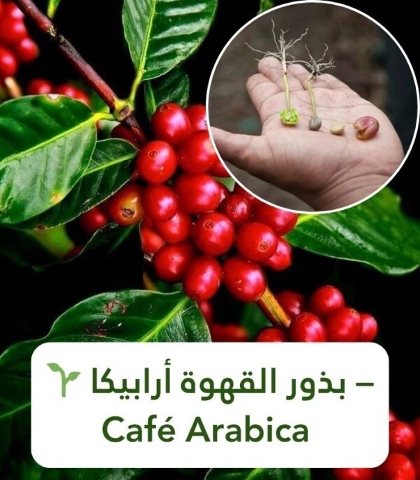 🌱 بذور القهوة أرابيكا – Café Arabica