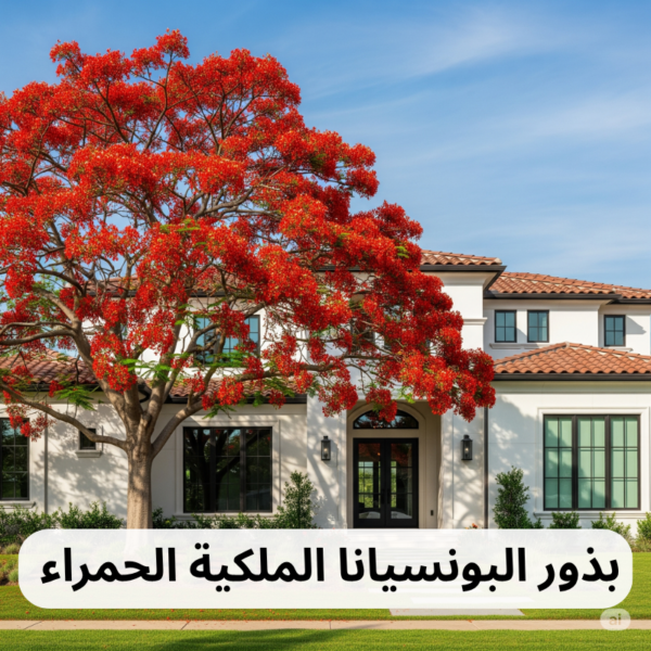 🌺 بذور البونسيانا الملكية الحمراء (Delonix regia) [ 40 بذرة ]