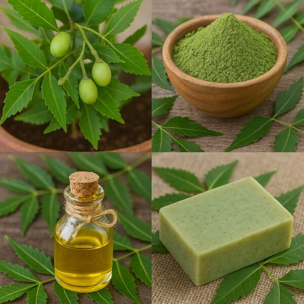⁦بذور شجرة النيم  (Arbre de neem) (40 بذرة)– الشجرة الخارقة للطبيعة والبيئة⁩ - الصورة ⁦5⁩