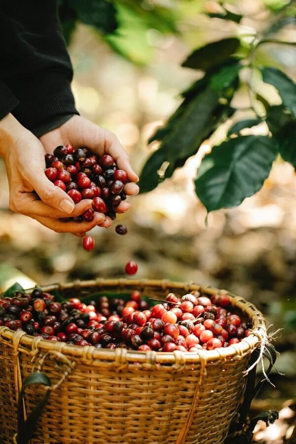 ⁦🌱 بذور القهوة أرابيكا – Café Arabica⁩ - الصورة ⁦4⁩