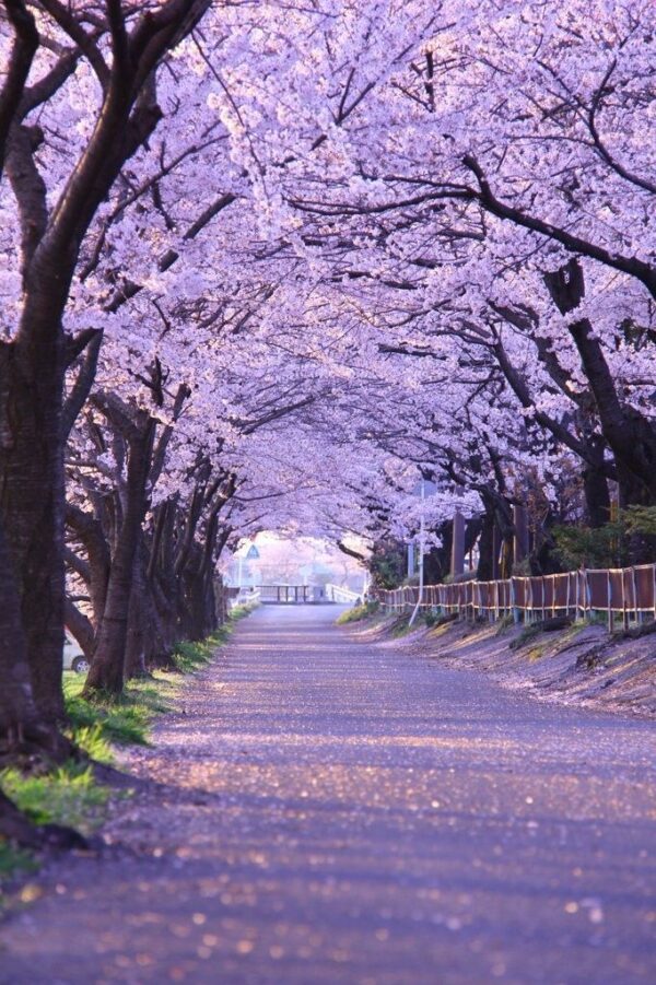 ⁦بذور شجرة الجكرندا 🌸 100 بذرة🌸  Graines de Jacaranda⁩ - الصورة ⁦8⁩