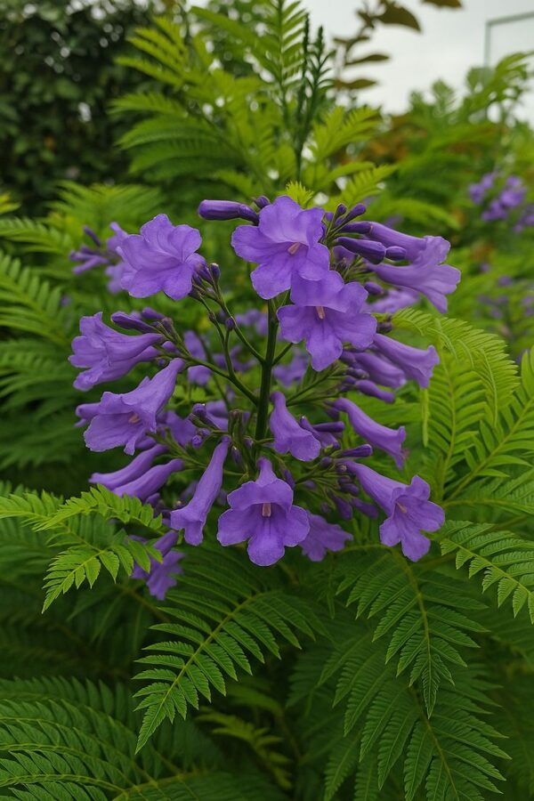 ⁦بذور شجرة الجكرندا 🌸 100 بذرة🌸  Graines de Jacaranda⁩ - الصورة ⁦6⁩