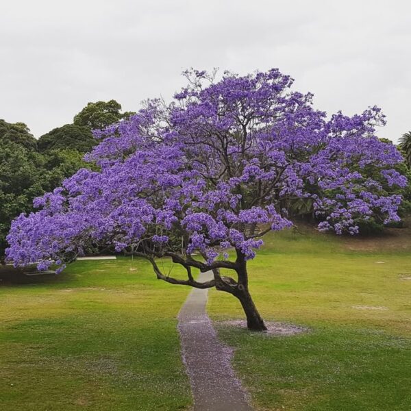 ⁦بذور شجرة الجكرندا 🌸 100 بذرة🌸  Graines de Jacaranda⁩ - الصورة ⁦2⁩
