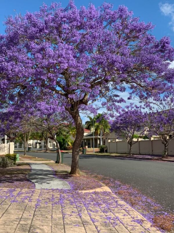 ⁦بذور شجرة الجكرندا 🌸 100 بذرة🌸  Graines de Jacaranda⁩ - الصورة ⁦3⁩