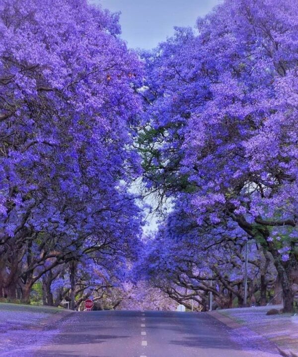 ⁦بذور شجرة الجكرندا 🌸 100 بذرة🌸  Graines de Jacaranda⁩ - الصورة ⁦9⁩