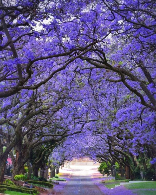 ⁦بذور شجرة الجكرندا 🌸 100 بذرة🌸  Graines de Jacaranda⁩ - الصورة ⁦5⁩