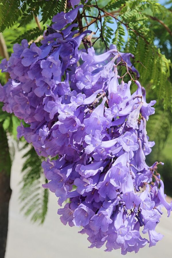 ⁦بذور شجرة الجكرندا 🌸 100 بذرة🌸  Graines de Jacaranda⁩ - الصورة ⁦4⁩