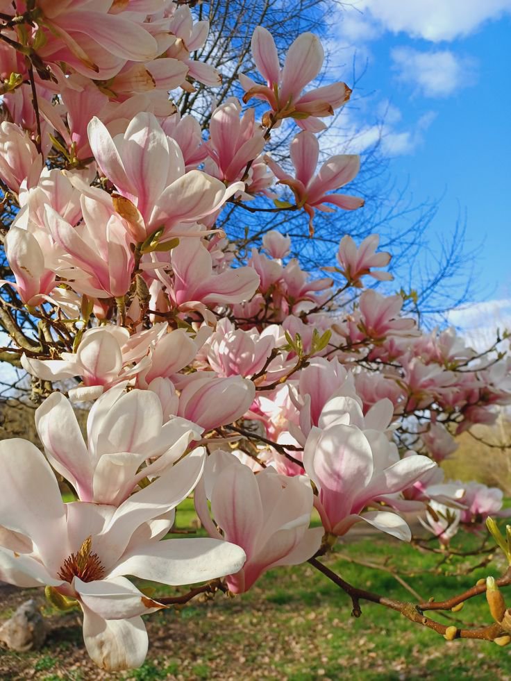 بذور شجرة المانوليا Magnolia - الصورة 6