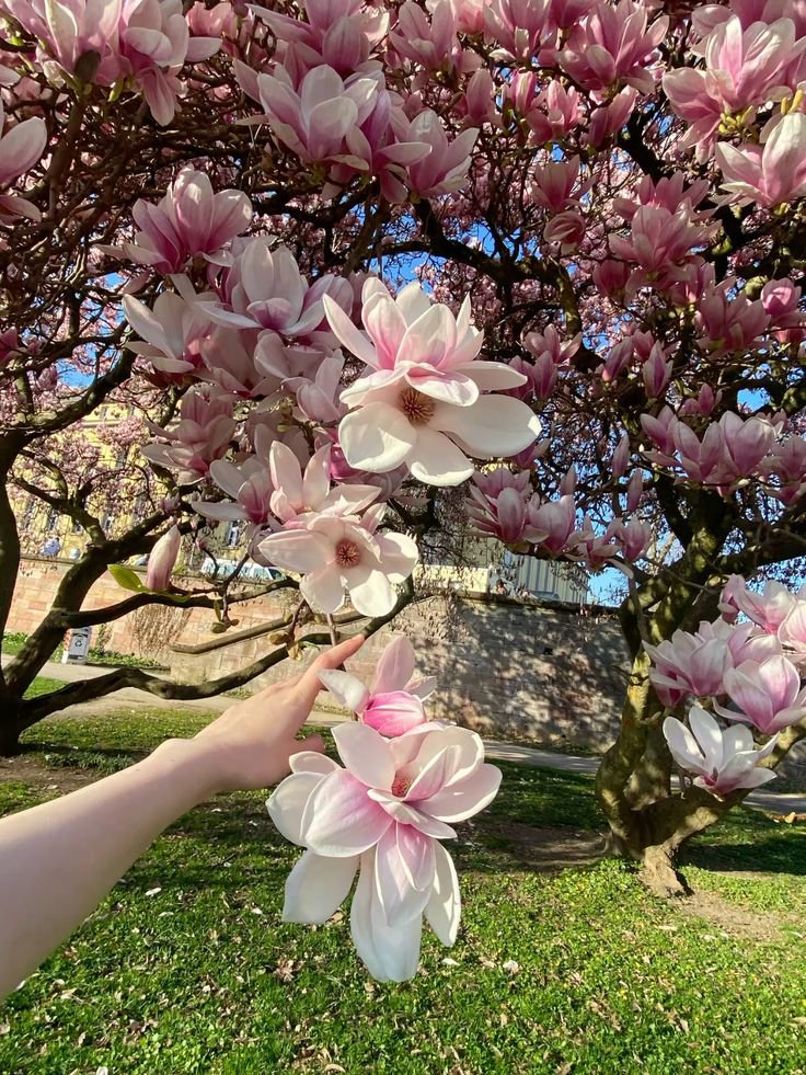 بذور شجرة المانوليا Magnolia - الصورة 5