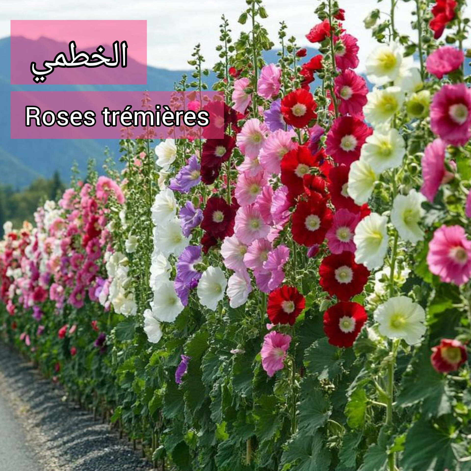 بذور الخطمي (Roses trémières