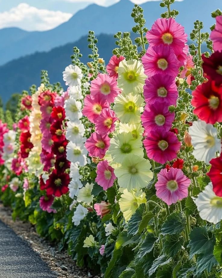 بذور الخطمي (Roses trémières - الصورة 6