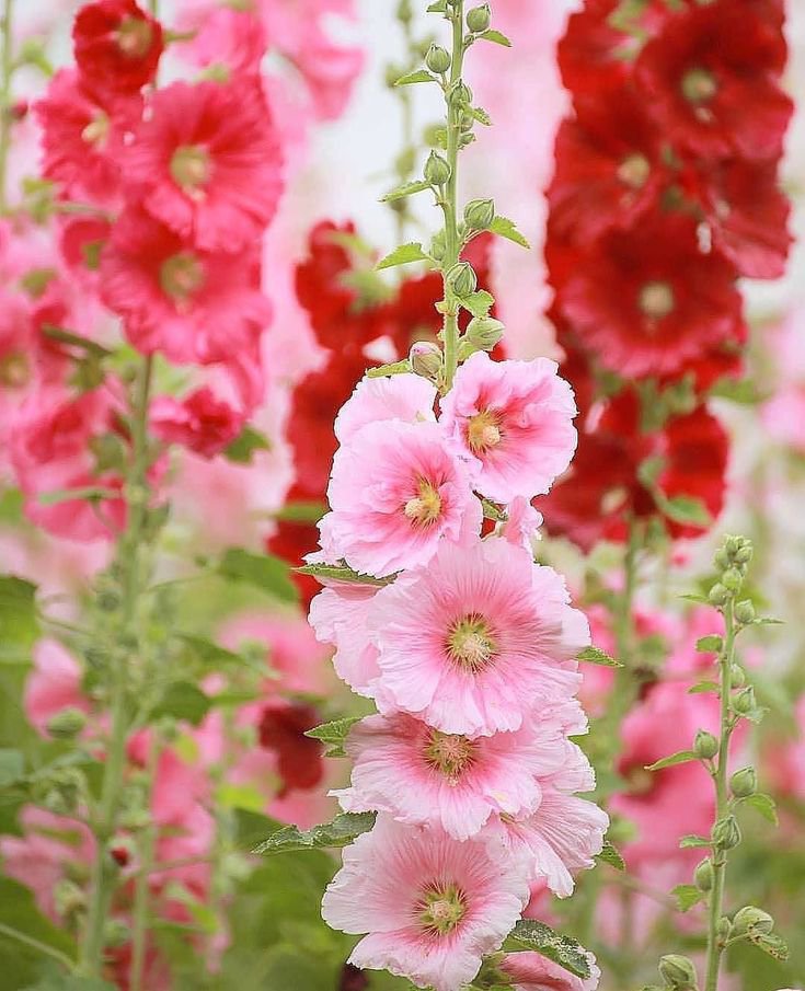 بذور الخطمي (Roses trémières - الصورة 9