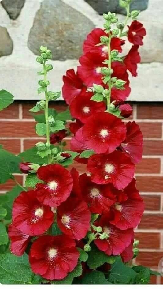 بذور الخطمي (Roses trémières - الصورة 2