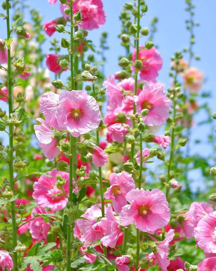 بذور الخطمي (Roses trémières - الصورة 7