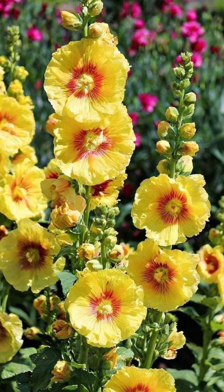 بذور الخطمي (Roses trémières - الصورة 5