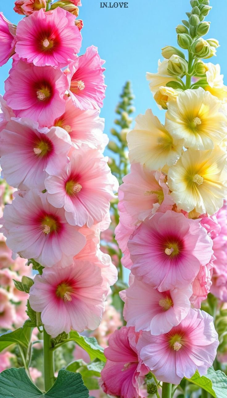 بذور الخطمي (Roses trémières - الصورة 8