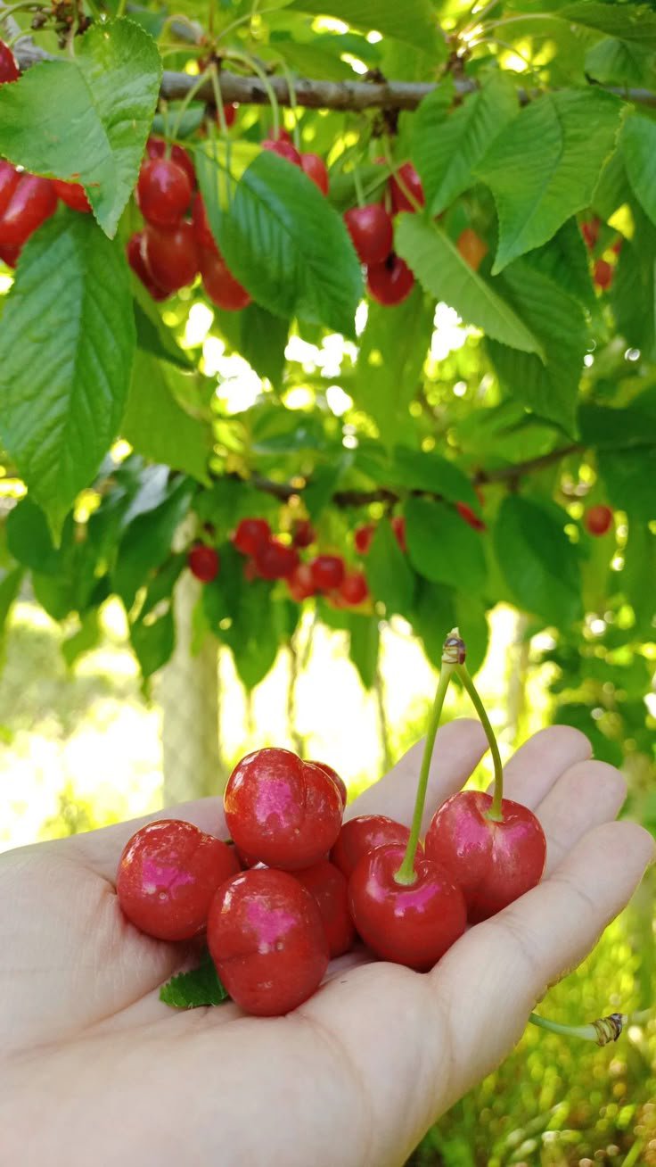بذور الكرز Graines de Cerisier