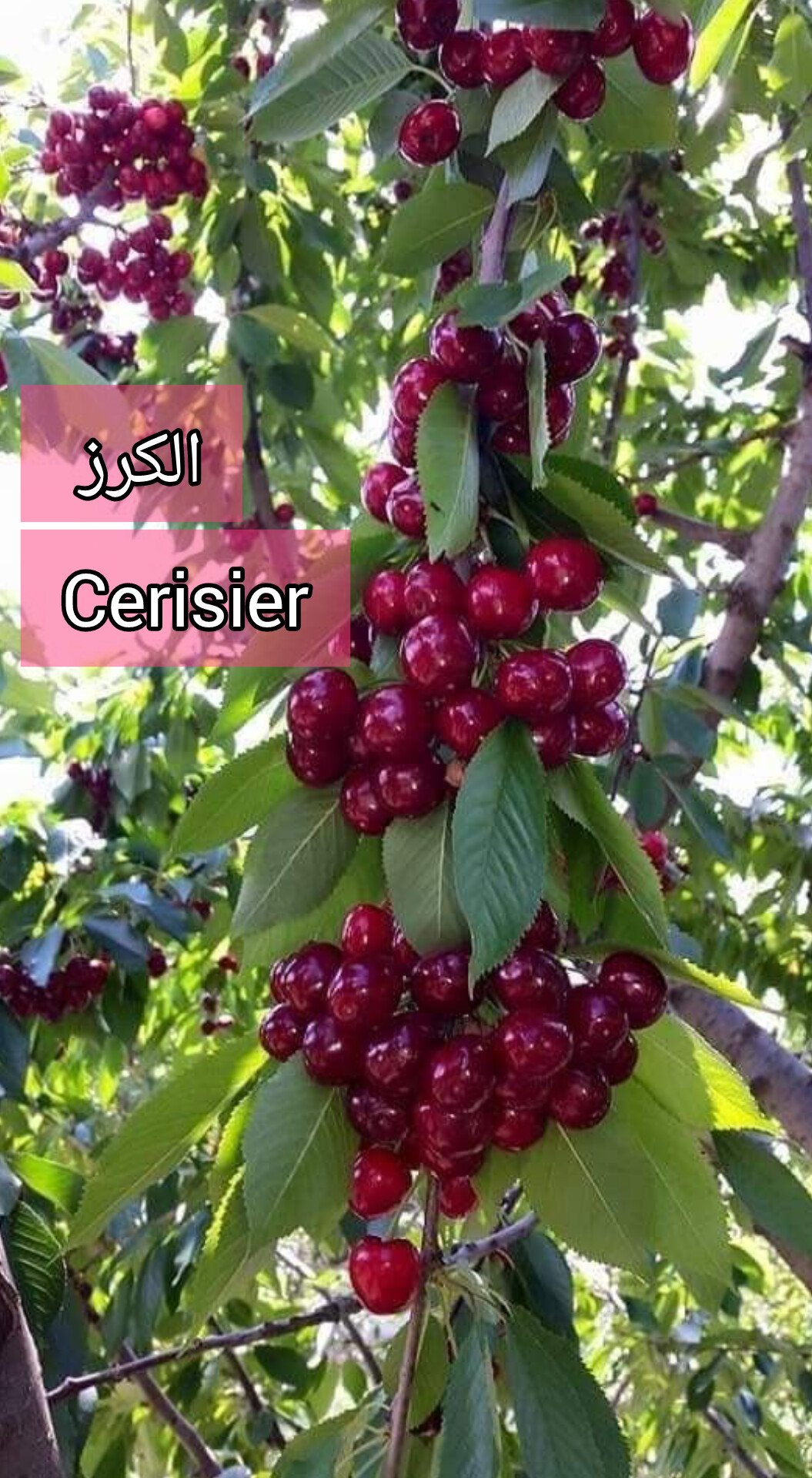 بذور الكرز Graines de Cerisier - الصورة 4
