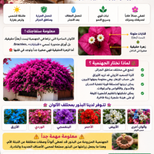 بذور الجهنمية graines bougainvillier