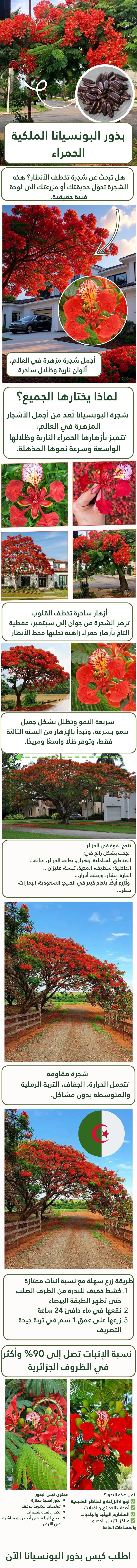بذور البونسيانا الملكية